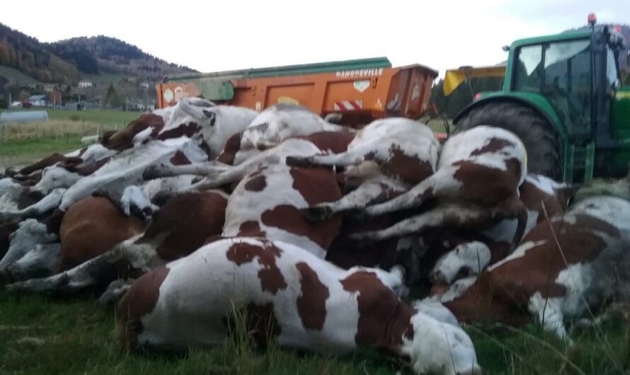 DNC : derrière l’abattage sanitaire, la liquidation programmée de l’élevage